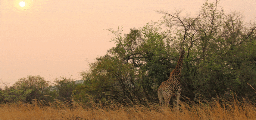 Johannesburg : yksityisen suihkukoneen vuokraus 