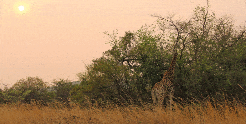 Johannesburg : yksityisen suihkukoneen vuokraus 