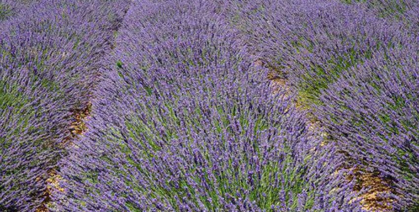 Aix en Provence Aix les Mille: yksityisen suihkukoneen vuokraus