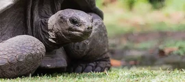 Seychellit - Mahé : yksityisen suihkukoneen vuokraus 