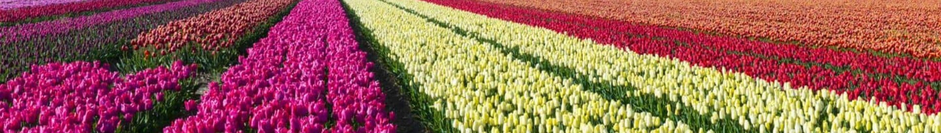 Hoogeveen : yksityinen lentopaikka