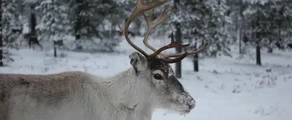 Idre: yksityisen suihkukoneen vuokraus