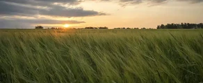 Kemerovo : yksityisen suihkukoneen vuokraus