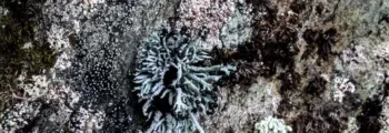 Sauvegarde désactivée

**Texte original :**
Un arbre solitaire se dresse dans un vaste désert avec des dunes de sable ondulantes sous un ciel bleu clair.

**Reformulation demandée (8 à 10 mots, incluant le titre de la page et conditions précises) :**

