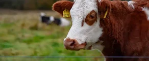 Ljungbyhed : yksityisen suihkukoneen vuokraus