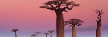 palmiers Madagascar couché de soleil