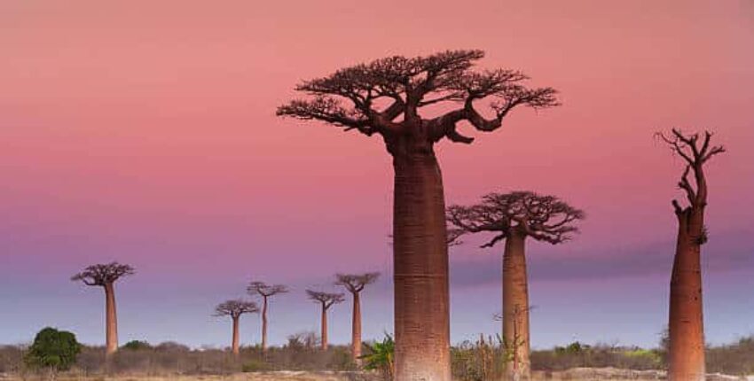 Madagaskar: Yksityisjetin vuokraus