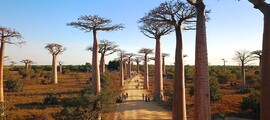 Antananarivo Ivato : yksityisen suihkukoneen vuokraus 