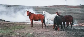 Kurgan : yksityisen suihkukoneen vuokraus