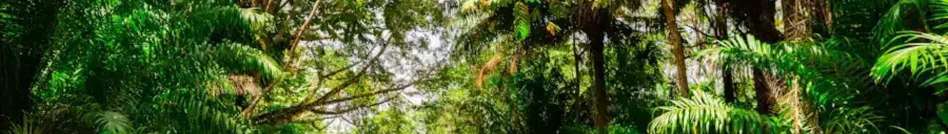Trinidad & Tobago : Yksityisen suihkukoneen vuokraus