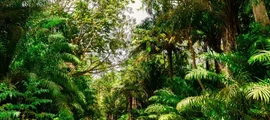 Trinidad Piarco : yksityisen suihkukoneen vuokraus
