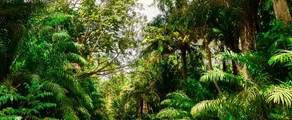 Trinidad & Tobago : Yksityisen suihkukoneen vuokraus