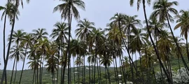 Mustique : yksityisen suihkukoneen vuokraus