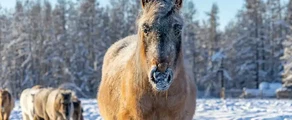 Jakutsk : yksityisen suihkukoneen vuokraus