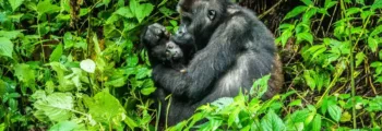 congo