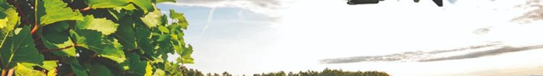 Burgundin viinitarhat: helikopterikokemus